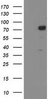 KATNB1 Antibody - HEK293T cells were transfected with the pCMV6-ENTRY control (Left lane) or pCMV6-ENTRY KATNB1 (Right lane) cDNA for 48 hrs and lysed. Equivalent amounts of cell lysates (5 ug per lane) were separated by SDS-PAGE and immunoblotted with anti-KATNB1.