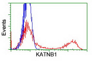 KATNB1 Antibody - HEK293T cells transfected with either overexpress plasmid (Red) or empty vector control plasmid (Blue) were immunostained by anti-KATNB1 antibody, and then analyzed by flow cytometry.