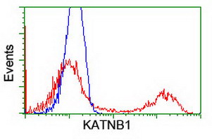 KATNB1 Antibody - HEK293T cells transfected with either overexpress plasmid (Red) or empty vector control plasmid (Blue) were immunostained by anti-KATNB1 antibody, and then analyzed by flow cytometry.