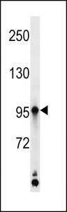 KAZN Antibody - KAZ Antibody western blot of K562 cell line lysates (35 ug/lane). The KAZ antibody detected the KAZ protein (arrow).