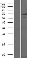 KBTBD10 / Sarcosin Protein - Western validation with an anti-DDK antibody * L: Control HEK293 lysate R: Over-expression lysate