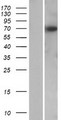 KBTBD12 Protein - Western validation with an anti-DDK antibody * L: Control HEK293 lysate R: Over-expression lysate
