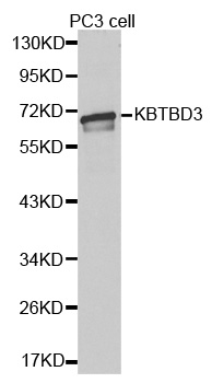 KBTBD3 Antibody - Western blot analysis of extracts of PC3 cell lines, using KBTBD3 antibody.