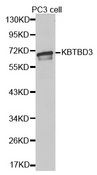 KBTBD3 Antibody - Western blot analysis of extracts of PC3 cell lines, using KBTBD3 antibody.