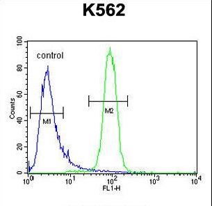 KBTBD5 Antibody - KBTBD5 Antibody flow cytometry of K562 cells (right histogram) compared to a negative control cell (left histogram). FITC-conjugated goat-anti-rabbit secondary antibodies were used for the analysis.