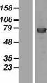 KBTBD5 Protein - Western validation with an anti-DDK antibody * L: Control HEK293 lysate R: Over-expression lysate