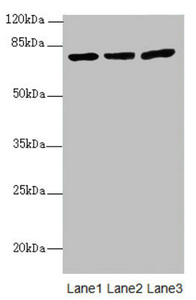 KBTBD7 Antibody - Western blot All Lanes:KBTBD7 antibody at 1.85ug/ml Lane 1 : HL60 whole cell lysate Lane 2 : A549 whole cell lysate Lane 3 : 293T whole cell lysate Secondary Goat polyclonal to Rabbit IgG at 1/10000 dilution Predicted band size: 77 kDa Observed band size: 77 kDa