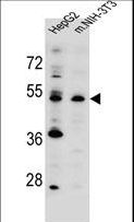 KCMF1 Antibody - KCMF1 antibody western blot of HepG2,mouse NIH-3T3 cell line lysates (35 ug/lane). The KCMF1 antibody detected the KCMF1 protein (arrow).