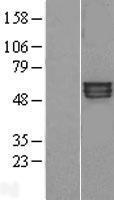 KCNA1 / Kv1.1 Protein - Western validation with an anti-DDK antibody * L: Control HEK293 lysate R: Over-expression lysate
