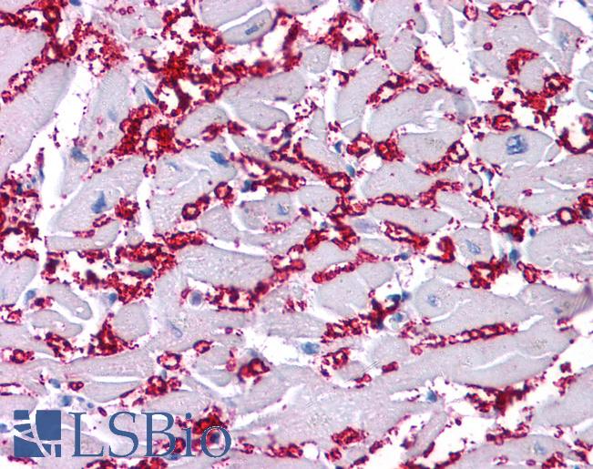 KCNA10 Antibody - Anti-KCNA10 / Kv1.8 antibody IHC of human heart. Immunohistochemistry of formalin-fixed, paraffin-embedded tissue after heat-induced antigen retrieval. Antibody concentration 5 ug/ml.  This image was taken for the unconjugated form of this product. Other forms have not been tested.
