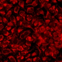 KCNA2 / Kv1.2 Antibody