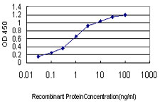 KCNA3 / Kv1.3 Antibody - Detection limit for recombinant GST tagged KCNA3 is approximately 0.03 ng/ml as a capture antibody.