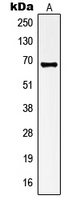 KCNA3 / Kv1.3 Antibody - Western blot analysis of Kv1.3 expression in A549 (A) whole cell lysates.