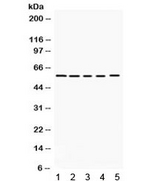 KCNA3 / Kv1.3 Antibody