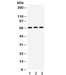 KCNA5 / Kv1.5 Antibody