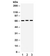 KCNA5 / Kv1.5 Antibody