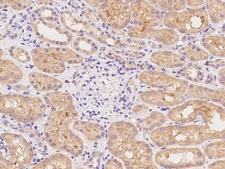 KCNA6 / Kv1.6 Antibody - Immunochemical staining of human KCNA6 in human kidney with rabbit polyclonal antibody at 1:100 dilution, formalin-fixed paraffin embedded sections.