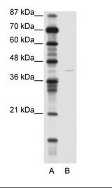 KCNA7 / Kv1.7 Antibody - A: Marker, B: Jurkat Cell Lysate.  This image was taken for the unconjugated form of this product. Other forms have not been tested.