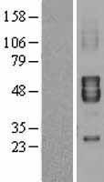 KCNA7 / Kv1.7 Protein - Western validation with an anti-DDK antibody * L: Control HEK293 lysate R: Over-expression lysate