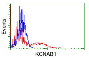 KCNAB1 Antibody - HEK293T cells transfected with either overexpress plasmid (Red) or empty vector control plasmid (Blue) were immunostained by anti-KCNAB1 antibody, and then analyzed by flow cytometry.