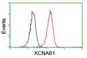KCNAB1 Antibody - Flow cytometry of Jurkat cells, using anti-KCNAB1 antibody (Red), compared to a nonspecific negative control antibody (Blue).