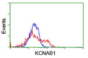 KCNAB1 Antibody - HEK293T cells transfected with either overexpress plasmid (Red) or empty vector control plasmid (Blue) were immunostained by anti-KCNAB1 antibody, and then analyzed by flow cytometry.