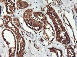 KCNAB1 Antibody - IHC of paraffin-embedded Human Kidney tissue using anti-KCNAB1 mouse monoclonal antibody.
