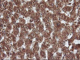 KCNAB1 Antibody - IHC of paraffin-embedded Human liver tissue using anti-KCNAB1 mouse monoclonal antibody.