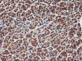 KCNAB1 Antibody - IHC of paraffin-embedded Human pancreas tissue using anti-KCNAB1 mouse monoclonal antibody.