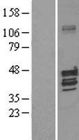 KCNAB1 Protein - Western validation with an anti-DDK antibody * L: Control HEK293 lysate R: Over-expression lysate