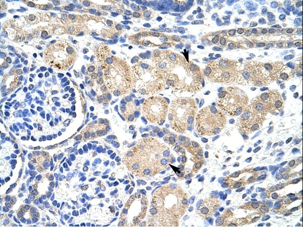 KCNAB2 / Kv-Beta-2 Antibody - KCNAB2 antibody ARP37678_T100-NP_003627-KCNAB2 (potassium voltage-gated channel, shaker-related subfamily, beta member 2) Antibody was used in IHC to stain formalin-fixed, paraffin-embedded human kidney.  This image was taken for the unconjugated form of this product. Other forms have not been tested.