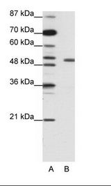 KCNAB2 / Kv-Beta-2 Antibody - A: Marker, B: Jurkat Cell Lysate.  This image was taken for the unconjugated form of this product. Other forms have not been tested.