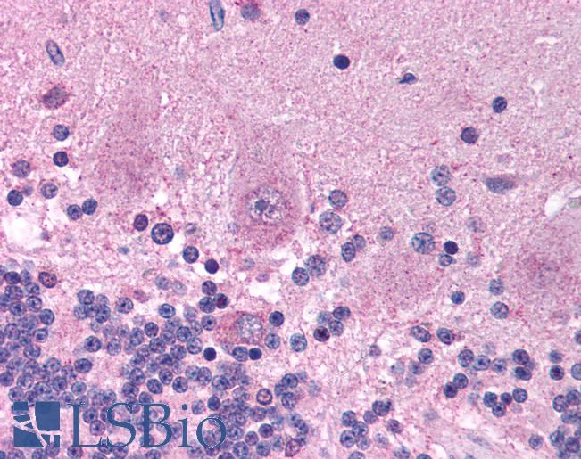KCNAB2 / Kv-Beta-2 Antibody - Anti-KCNAB2 antibody IHC of human brain, cerebellum. Immunohistochemistry of formalin-fixed, paraffin-embedded tissue after heat-induced antigen retrieval. Antibody concentration 5 ug/ml.  This image was taken for the unconjugated form of this product. Other forms have not been tested.