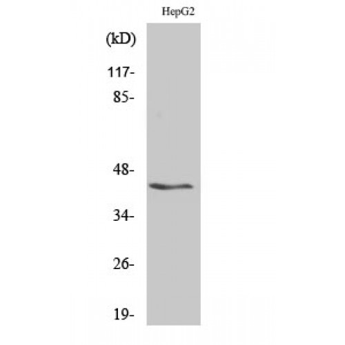 KCNAB3 Antibody - Western blot of KVbeta.3 antibody