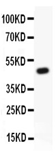 KCNB1 / Kv2.1 Antibody - Kv2.1 antibody Western blot. All lanes: Anti KV2.1 at 0.5 ug/ml. WB: Recombinant Human kv2.1 Protein 0.5ng. Predicted band size: 47 kD. Observed band size: 47 kD.