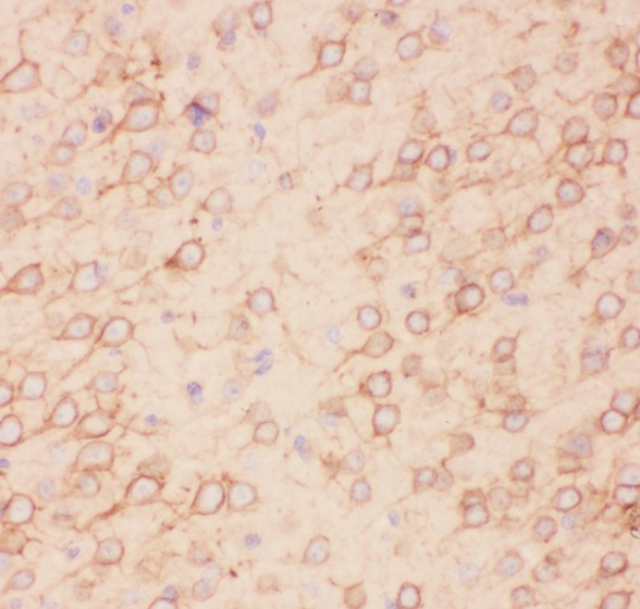 KCNB1 / Kv2.1 Antibody - Kv2.1 antibody IHC-paraffin: Mouse Brain Tissue.