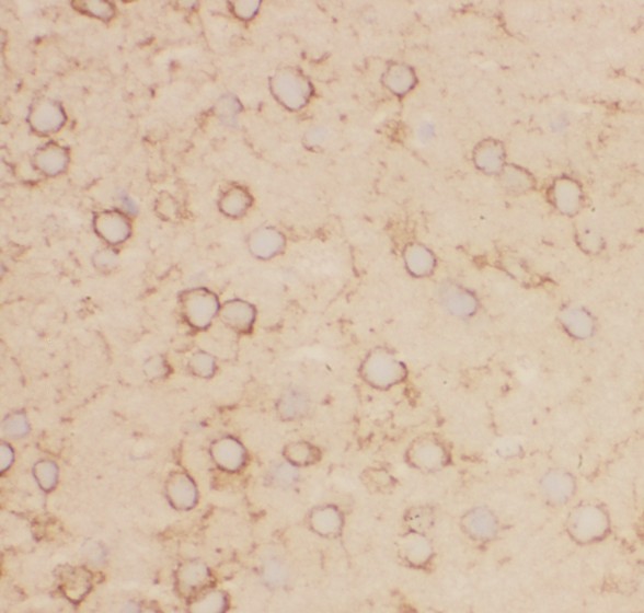 KCNB1 / Kv2.1 Antibody - Kv2.1 antibody IHC-frozen: Mouse Brain Tissue.
