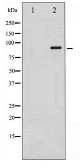 KCNB1 / Kv2.1 Antibody - Western blot of Kv2.1 phosphorylation expression in TNF treated K562 whole cell lysates,The lane on the left is treated with the antigen-specific peptide.