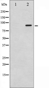 KCNB1 / Kv2.1 Antibody - Western blot analysis of Kv2.1 phosphorylation expression in TNF treated K562 whole cells lysates. The lane on the left is treated with the antigen-specific peptide.