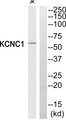 KCNC1 / Kv3.1 Antibody - Western blot of extracts from JK cells, using KCNC1 antibody.