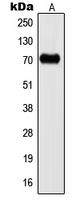 KCNC2 / Kv3.2 Antibody - Western blot analysis of Kv3.2 expression in U251MG (A) whole cell lysates.