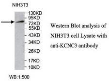 KCNC3 / Kv3.3 Antibody