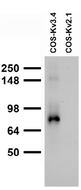KCNC4 / Kv3.4 Antibody - Extracts of COS-1 cells transiently transfected with Kv3.4 or Kv2.3 plasmids.