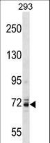 KCNC4 / Kv3.4 Antibody - KCNC4 Antibody western blot of 293 cell line lysates (35 ug/lane). The KCNC4 antibody detected the KCNC4 protein (arrow).