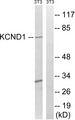 KCND1 / Kv4.1 Antibody - Western blot analysis of lysates from NIH/3T3 cells, using KCND1 Antibody. The lane on the right is blocked with the synthesized peptide.