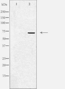 KCND1 / Kv4.1 Antibody - Western blot analysis of extracts of 3T3 cells using KCND1 antibody. The lane on the left is treated with the antigen-specific peptide.