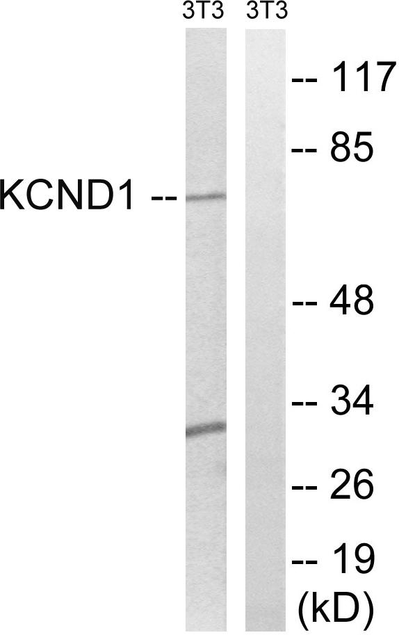 KCND1 / Kv4.1 Antibody - Western blot analysis of extracts from 3T3 cells, using KCND1antibody.