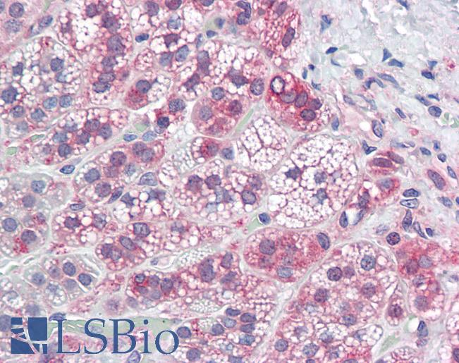 KCND2 / Kv4.2 Antibody - Anti-KV4.2 antibody IHC of human adrenal. Immunohistochemistry of formalin-fixed, paraffin-embedded tissue after heat-induced antigen retrieval. Antibody dilution 5-7.5 ug/ml.  This image was taken for the unconjugated form of this product. Other forms have not been tested.