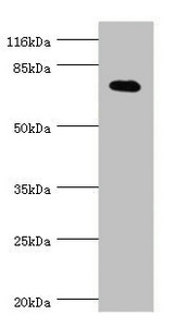 KCND2 / Kv4.2 Antibody - Western blot All Lanes:KCND2 antibody at 0.83ug/ml+THP-1 whole cell lysate Secondary Goat polyclonal to rabbit at 1/10000 dilution Predicted band size: 71kDa Observed band size: 71kDa
