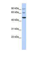 KCND3 / Kv4.3 Antibody - KCND3 / Kv4.3 antibody Western blot of HepG2 cell lysate. This image was taken for the unconjugated form of this product. Other forms have not been tested.
